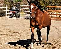 age-marchador-horse