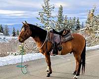 available-marchador-horse