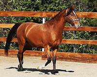 backed-marchador-horse