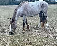 all-around-mustang-horse