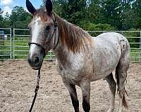 halter-mustang-horse