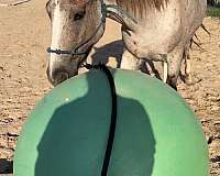 flashy-mustang-horse