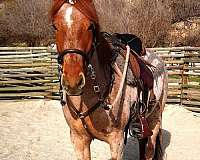 red-roan-rf-sock-horse