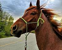 red-roan-rh-coronet-horse