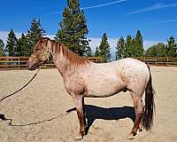 athletic-marchador-horse