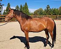 bay-star-lh-coronet-horse