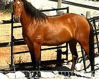 babies-marchador-horse