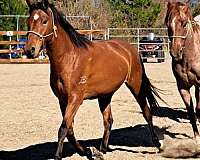 star-lh-coronet-horse