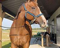 partial-stripe-horse