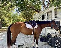 bay-partial-stripe-horse