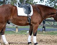 draft-horse