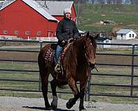 gelding-draft-horse
