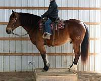 all-around-draft-horse