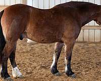husband-safe-draft-horse