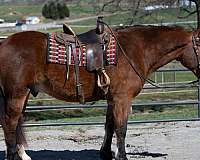 parade-draft-horse