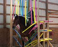 ridden-english-draft-horse