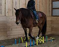 ridden-western-draft-horse