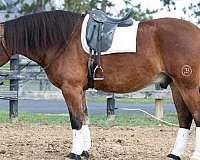 bay-draft-gelding