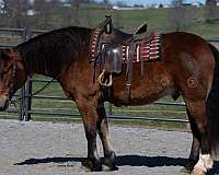 trail-riding-draft-horse