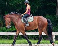 lesson-draft-horse