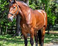 kid-safe-draft-horse