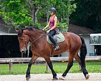 trail-draft-horse