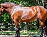 all-around-horse