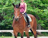 all-around-gelding