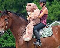kid-safe-gelding
