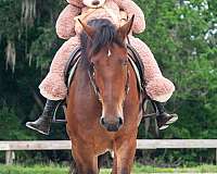 lesson-gelding