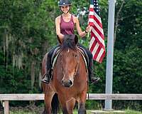trail-gelding