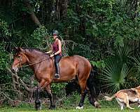 lesson-horse