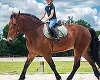 trail-horse