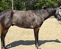 grey-appendix-gelding