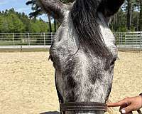 15-hand-appendix-gelding