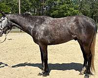 grey-gelding-for-sale