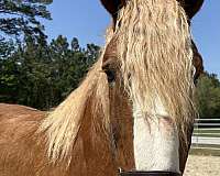 18-hand-belgian-gelding