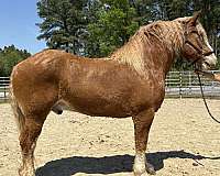 sorrel-gelding-for-sale