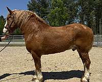 sorrel-belgian-gelding