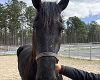 16-hand-draft-mare