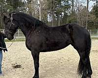 black-mare-for-sale