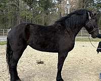 black-draft-mare