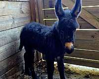 gorgeous-donkey