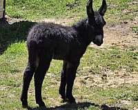 little-one-donkey