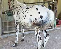 eeaa-appaloosa-horse