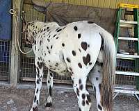 white-with-spots-over-entire-body-horse