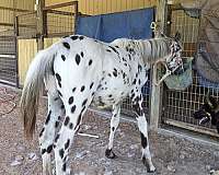 eeaa-horse