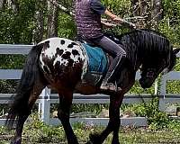 spotted-horse-warmblood