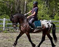 leopard-horse-warmblood