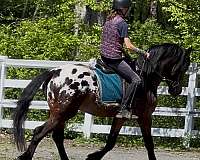 gypsy-vanner-warmblood-horse